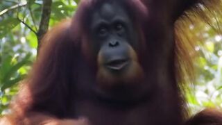 Kehidupan dihutan Kalimantan