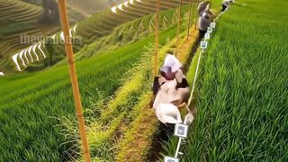 Eco-Friendly Bamboo Pavilion on the Rice Terrace!