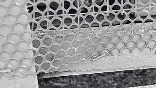 Chicken farming chicken farming