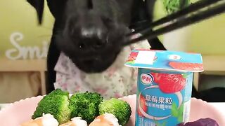 Puppy Eats Human Food in Style  ASMR Youll Replay!