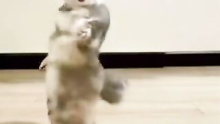 dancing cat