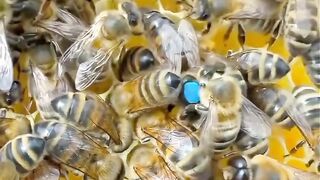 Queen bee
