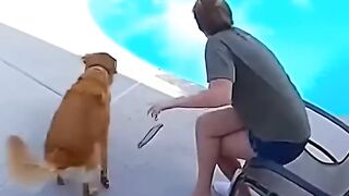 The heroic Dog save that baby