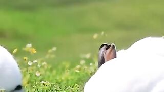 California Rabbit