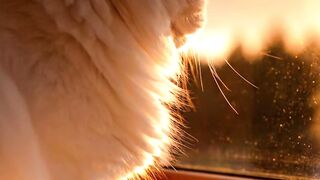 The Ultimate Sad Cat Vibe Check