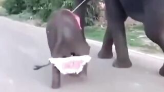 Childrens cuteness Elephants make you laugh