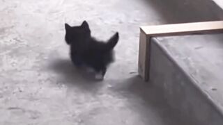 Kitty love