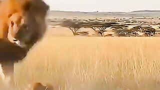 The king of the jungle chose the wrong opponent