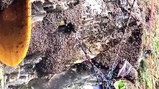 Panen madu murni di alam