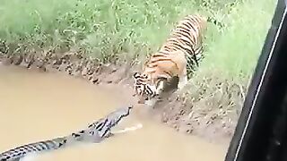 Tiger vs Crocodile