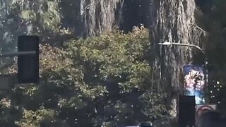 DODGERS 2025 World Series Parade  Back to Back shorts