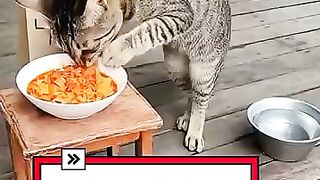 Cats that are too spicy after eating seblak