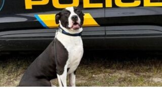 Death Row Pit Bull Becomes K9 Rockstar, Smashing Stereotypes