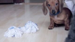 Dachshund Puppy Plays Adorable Game of Red Light Green Light