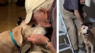 Smelly Socks and Determined Searchers Reunite 93-Year-Old With His Beloved Dog