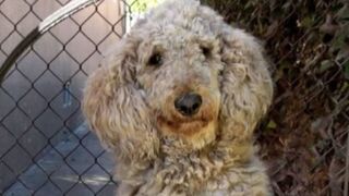 Rescuer Spots A Homeless Poodle at Feral Cat Feeding Site