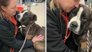 Injured Homeless Dog Climbs Into Vets Lap For A Hug