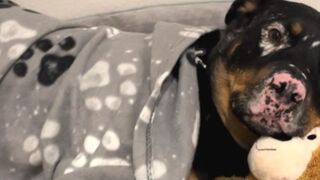 Homeless Rottweiler Finds Comfort After Surviving Terrible Accident