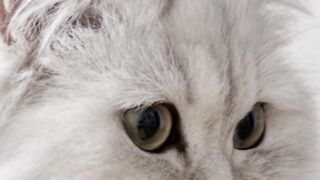 Silky Fur, Queenly Grace The Charm of the Persian Cat