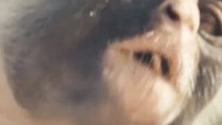 The Charm of Exotic Monkeys from Africa