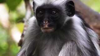This Mask-Faced Monkey Lives on ONLY One Island in the World!