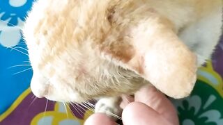 Kucing lucu