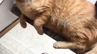 Bayangan menjadi kenyataan, kucing ini benar terjatuh!!