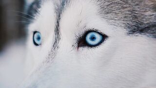 husky, blue gaze from the siberian snow