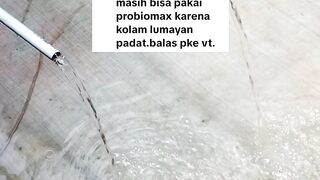 Jangan takut KABURBudidaya lele sistem KOCOR bisa menggunakan PROBIOMAX