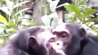 INCREDIBLE Animal Clips You CANT MISS!
