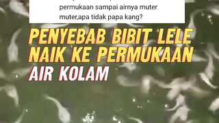 2 Penyebab UTAMA bibit lele NAIK ke permukaan air KOLAM