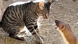 Weasel vs Tabby Cat Thief Gets Owned!