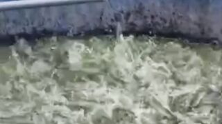 Cara mengatasi ikan lele LAMBAT tumbuh (KUNTET) Agar cepat BESAR