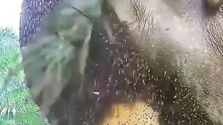 Original forest honey