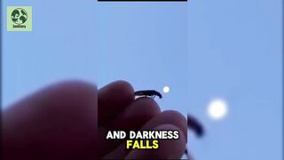 The Magical World of Fireflies