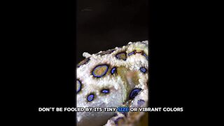 Blue-Ringed Octopus  Deadly Beauty of the Ocean