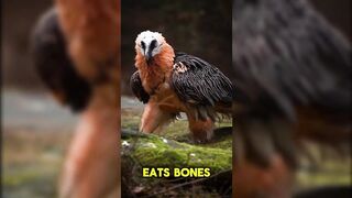 The Bearded Vulture  Natures Bone Crusher