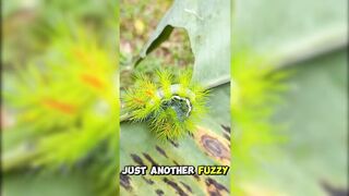 The Brazilian Wandering Caterpillar  Worlds Deadliest Caterpillar