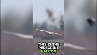 This Bird Hits 240 MPH  The Fastest Animal Alive