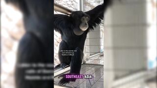 The Siamang  The Loudest Singer of the Rainforest