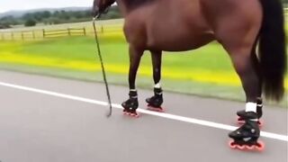 unique roller skating horse video
