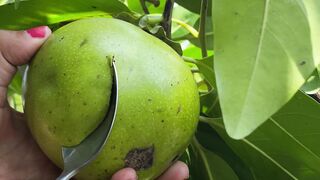 Blacksapote fruit