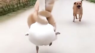 White swan cat marathon and dog who loses
