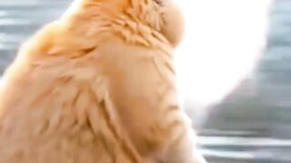 kucing pintar pandai mencari ikan