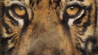 The Sharp Eyes of a Tiger Cub A Hunting Lesson in Maharashtra!