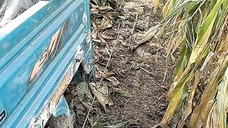 Ide kreatif petani jagung