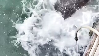 I like fish