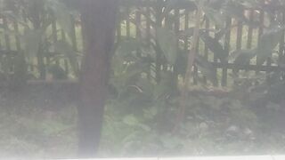 Kabut