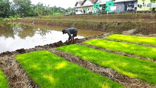 Masih di pesawahan