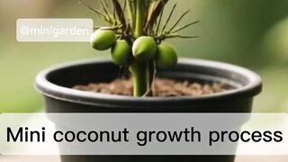 Mini Coconut Growth Process